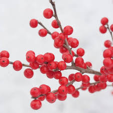 Flowers for Winter Weddings Red Ilex Berries