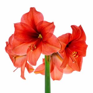 Flowers for Winter Weddings Red Amaryllis