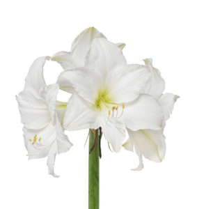 Flowers for Winter Weddings White Amaryllis